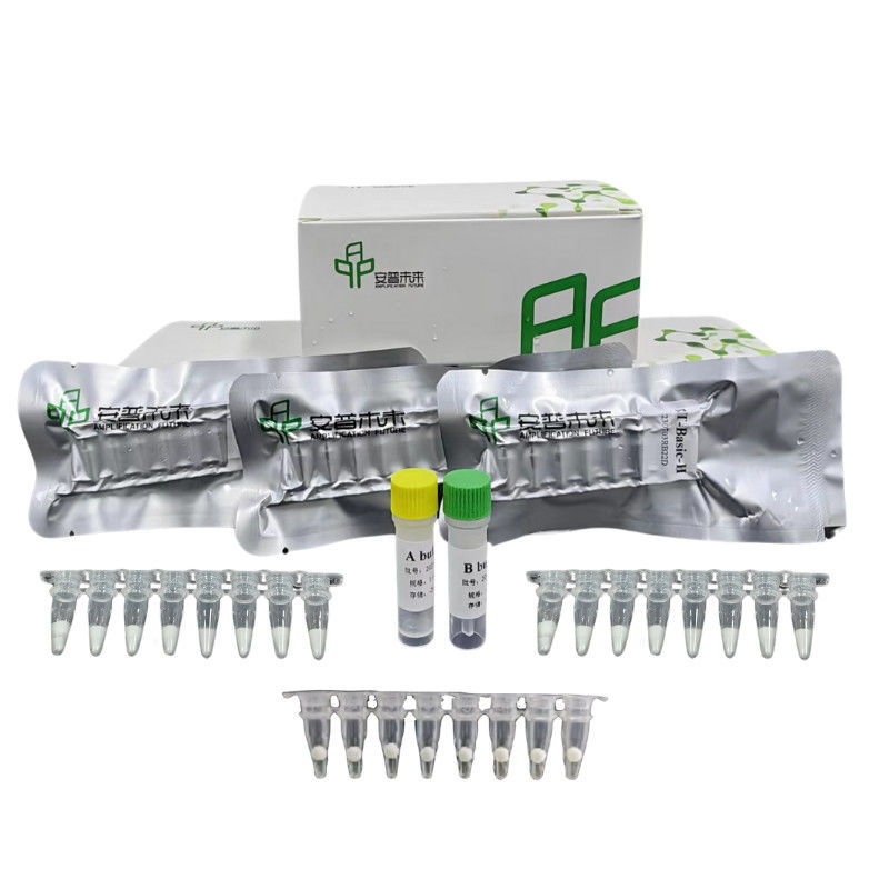 48 Test / Box Kit di amplificazione isotermica del DNA con reagenti tamponi enzimi